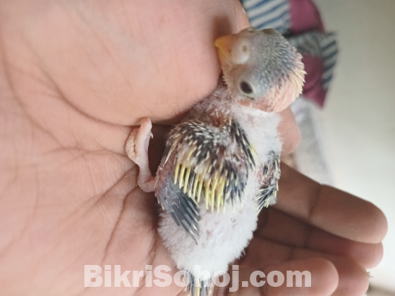 টেম সাইজ বাজরিগার বেবি